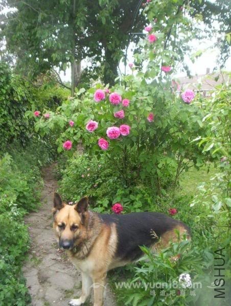 Gertrude Jekyll 5.jpg