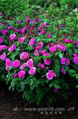 Gertrude Jekyll 27.jpg