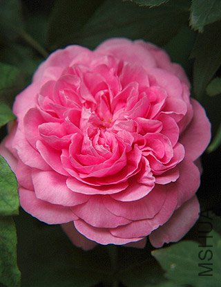 Gertrude Jekyll 24.jpg