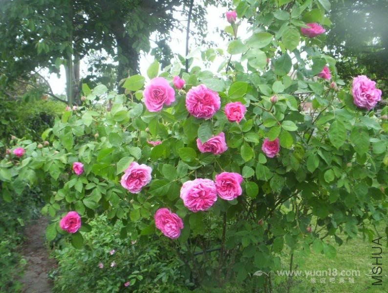 Gertrude Jekyll 6.jpg