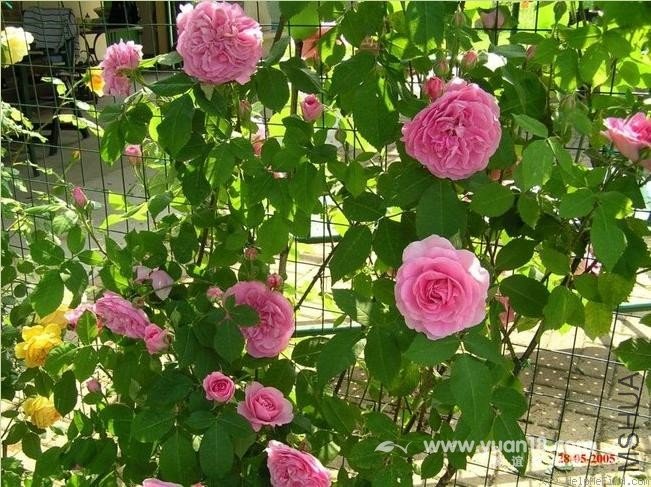 Gertrude Jekyll 25.jpg