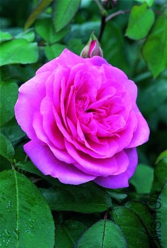 Gertrude Jekyll&reg; AUSbord.jpg