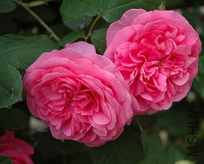 Gertrude Jekyll 21.jpg