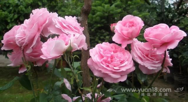 Gertrude Jekyll 8.jpg