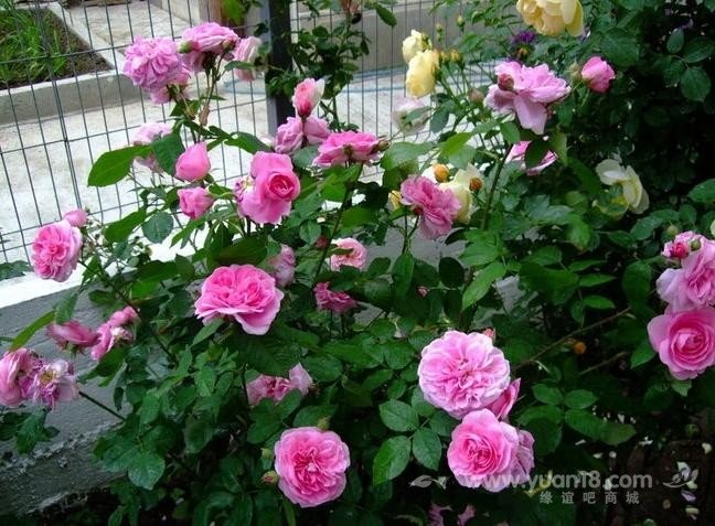 Gertrude Jekyll 26.jpg