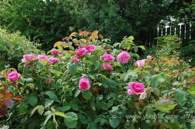 Gertrude Jekyll 7.jpg