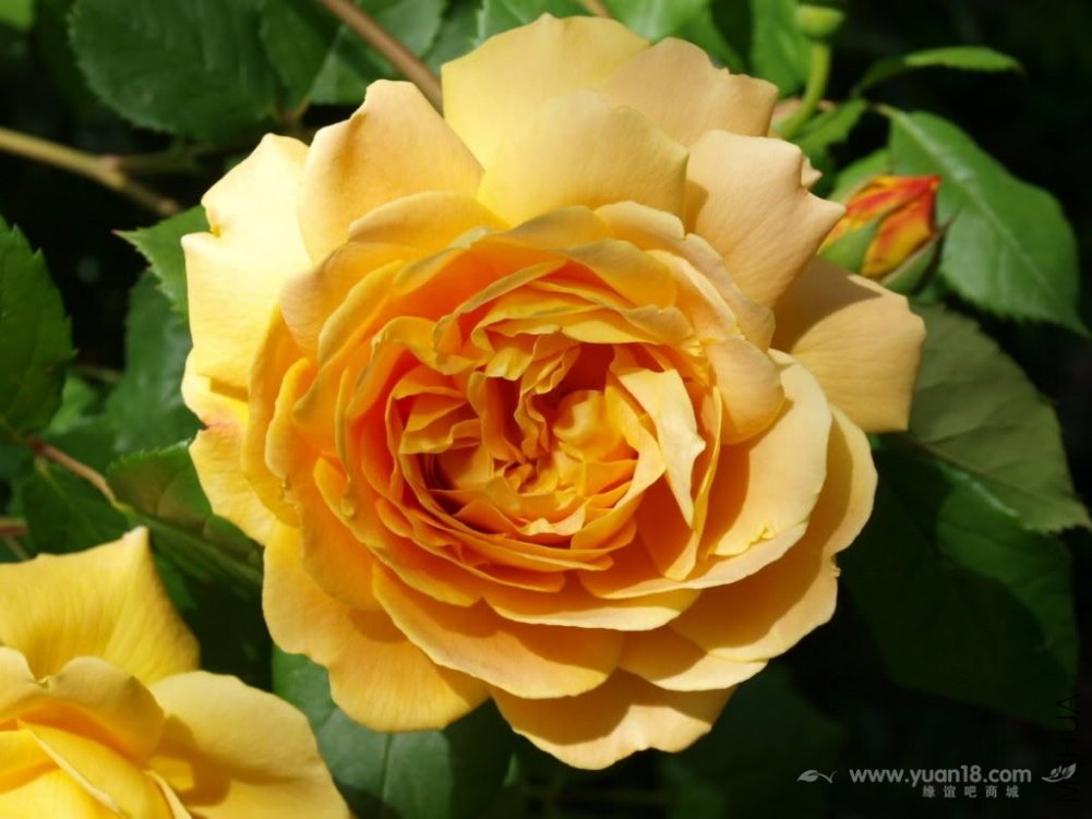 Golden Celebration 1.jpg