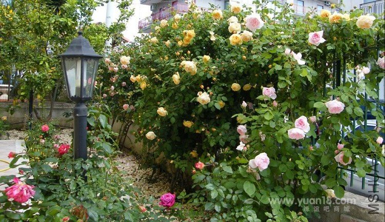 Golden Celebration 3.jpg