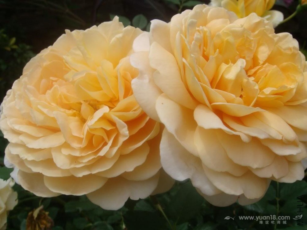 Golden Celebration 2.jpg