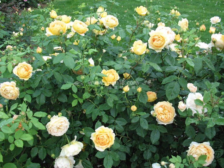 Golden Celebration 13.jpg