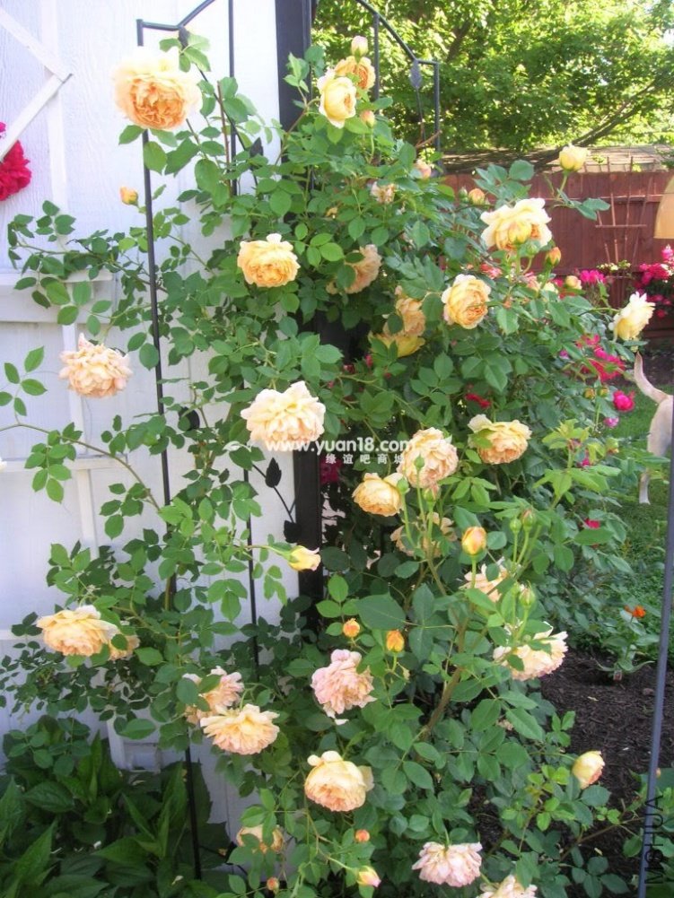 Golden Celebration 5.jpg