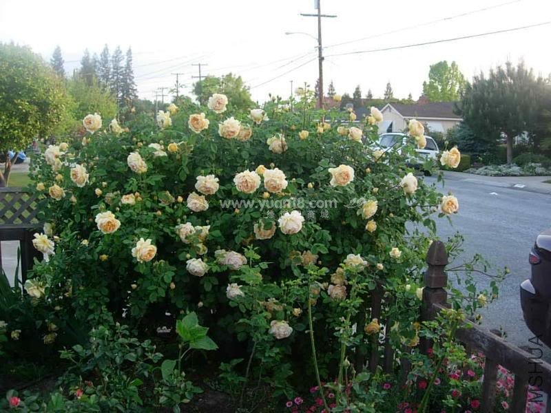 Golden Celebration 24.jpg