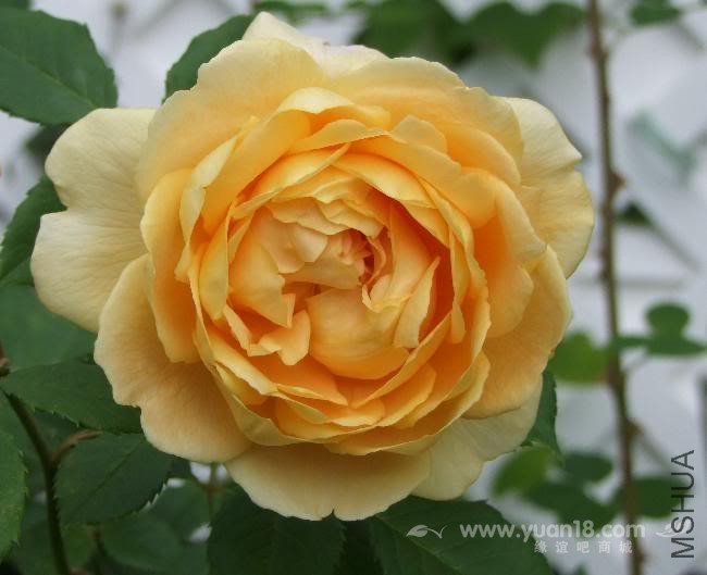 Golden Celebration 16.jpg