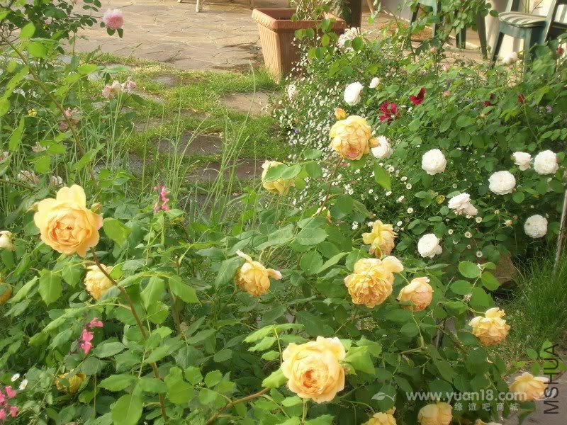 Golden Celebration 6.jpg