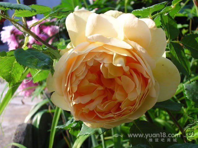 Golden Celebration 4.jpg