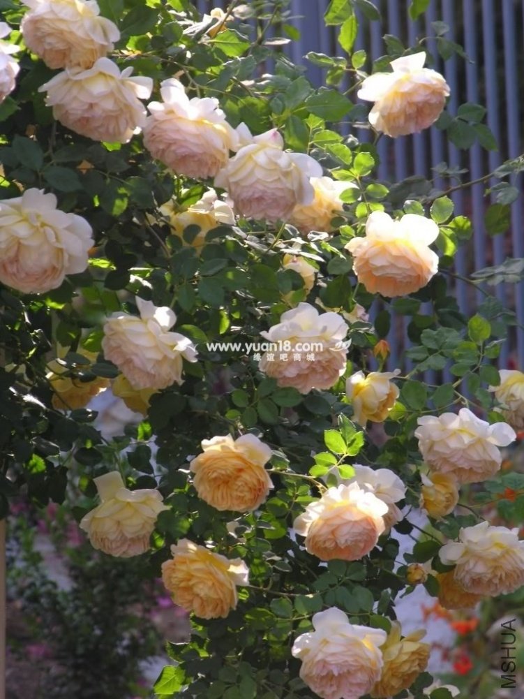 Golden Celebration 7.jpg