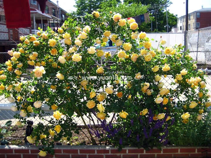 Golden Celebration 23.jpg