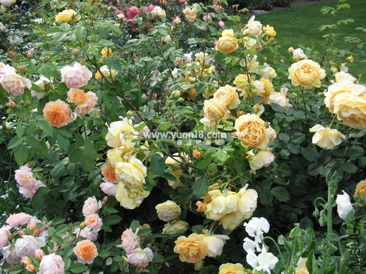 Golden Celebration 28.jpg