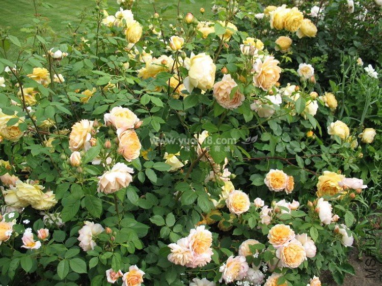 Golden Celebration 29.jpg