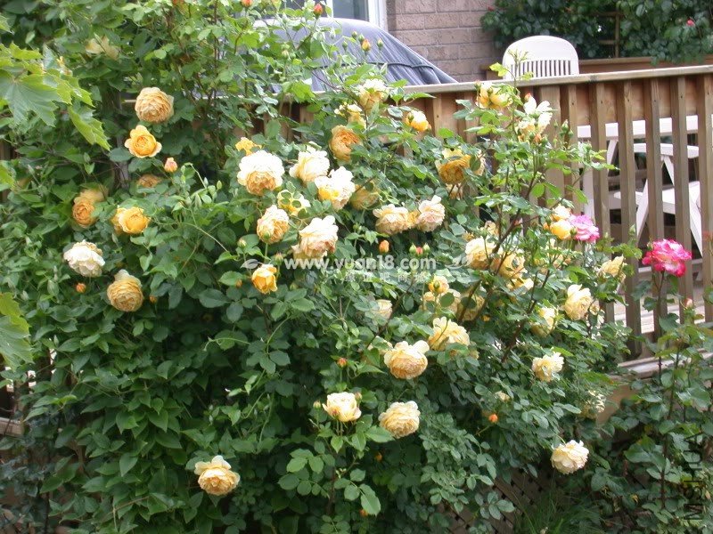 Golden Celebration 26.jpg