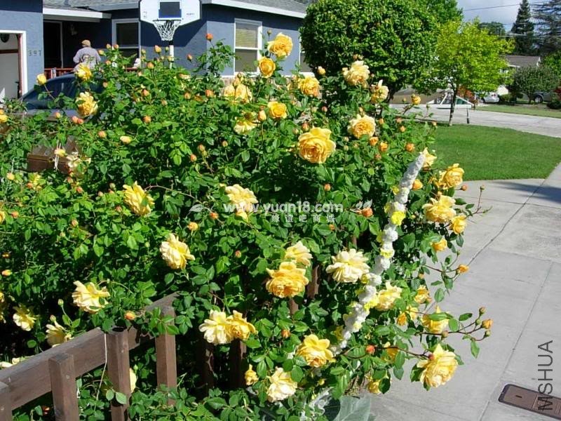 Golden Celebration 32.jpg