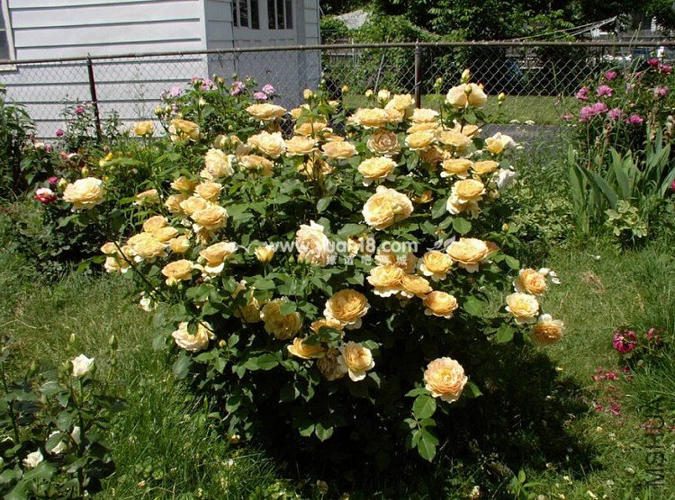 Golden Celebration 33.jpg