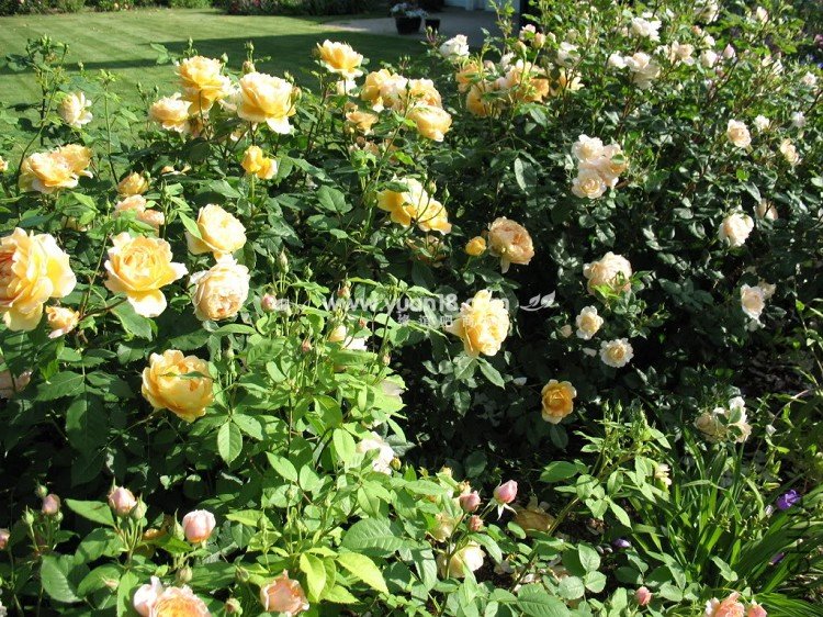 Golden Celebration 31.jpg