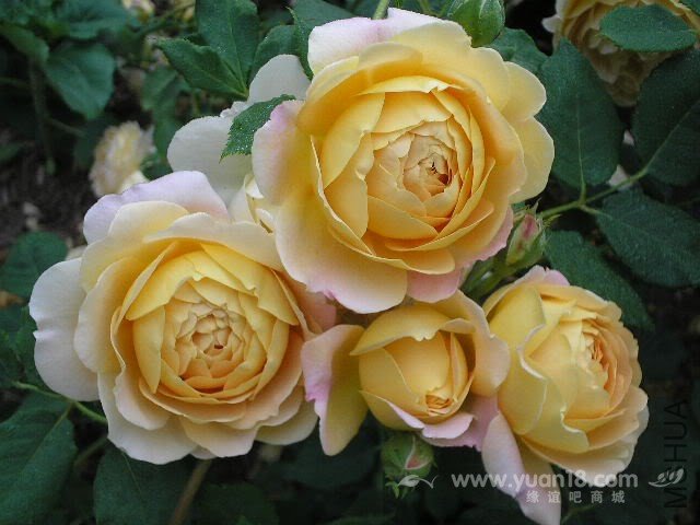 Golden Celebration 20.jpg