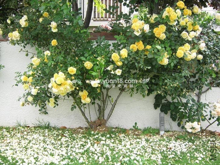 Graham Thomas  18.jpg