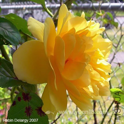 Graham Thomas 13.jpg