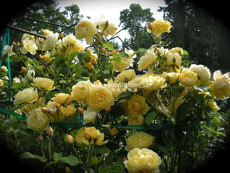 Graham Thomas 11.jpg