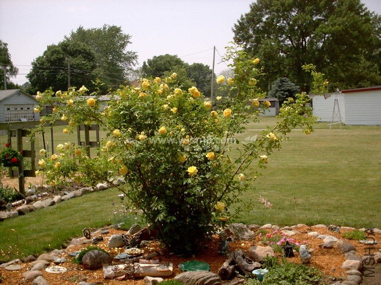 Graham Thomas 14.jpg