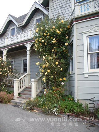 Graham Thomas 10.jpg