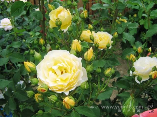 Graham Thomas 12.jpg