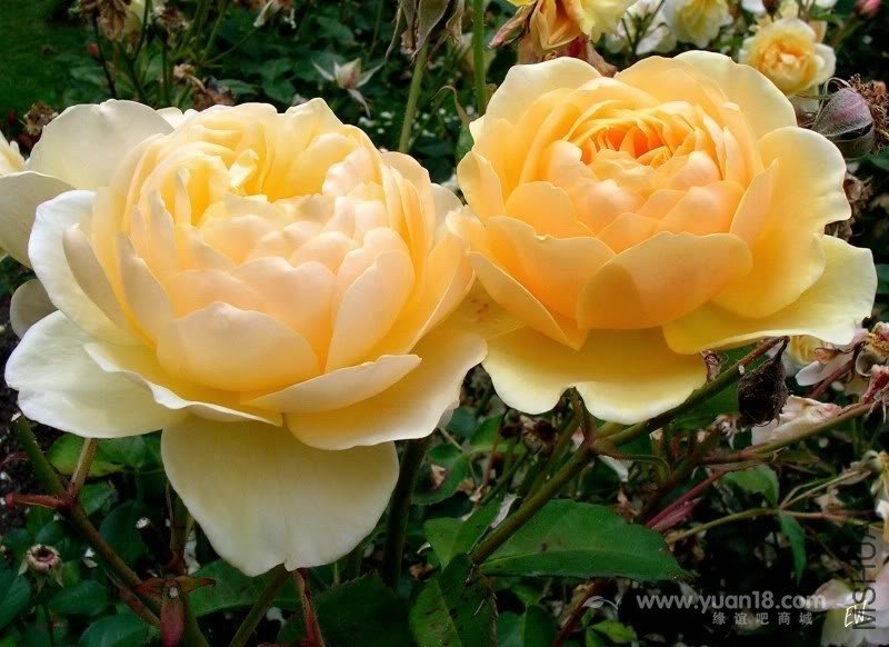 Graham Thomas 15.jpg