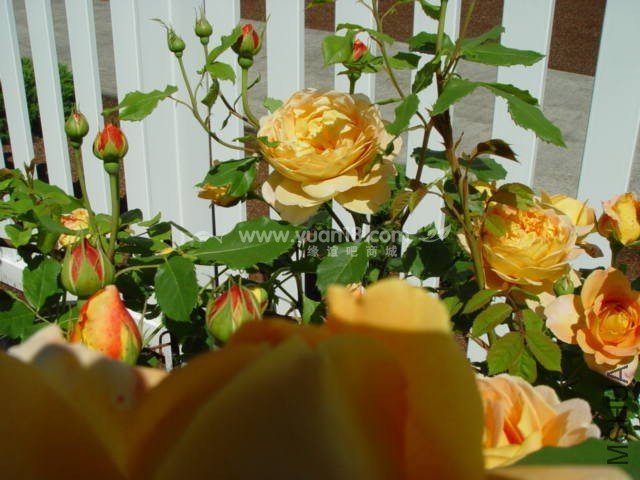 Graham Thomas 17.jpg