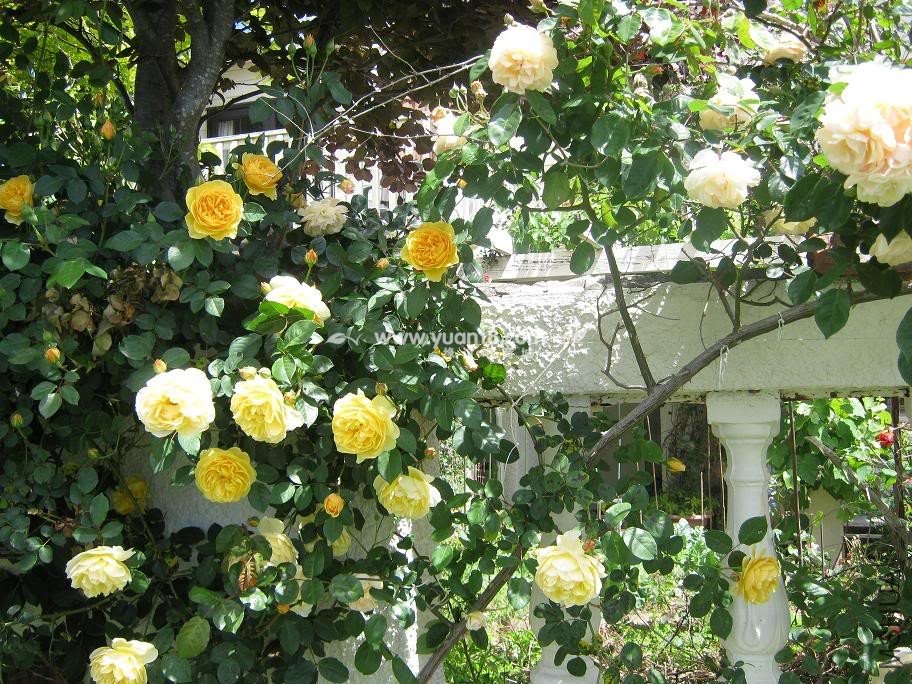 Graham Thomas 18.jpg