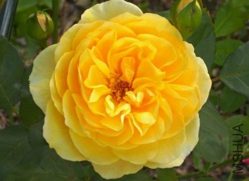 Graham Thomas&reg; AUSmas.jpg