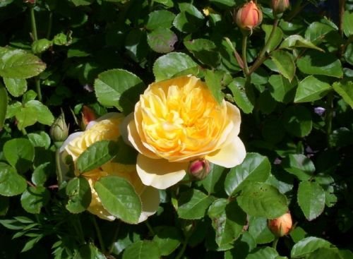 Graham Thomas&reg; AUSmas3.jpg