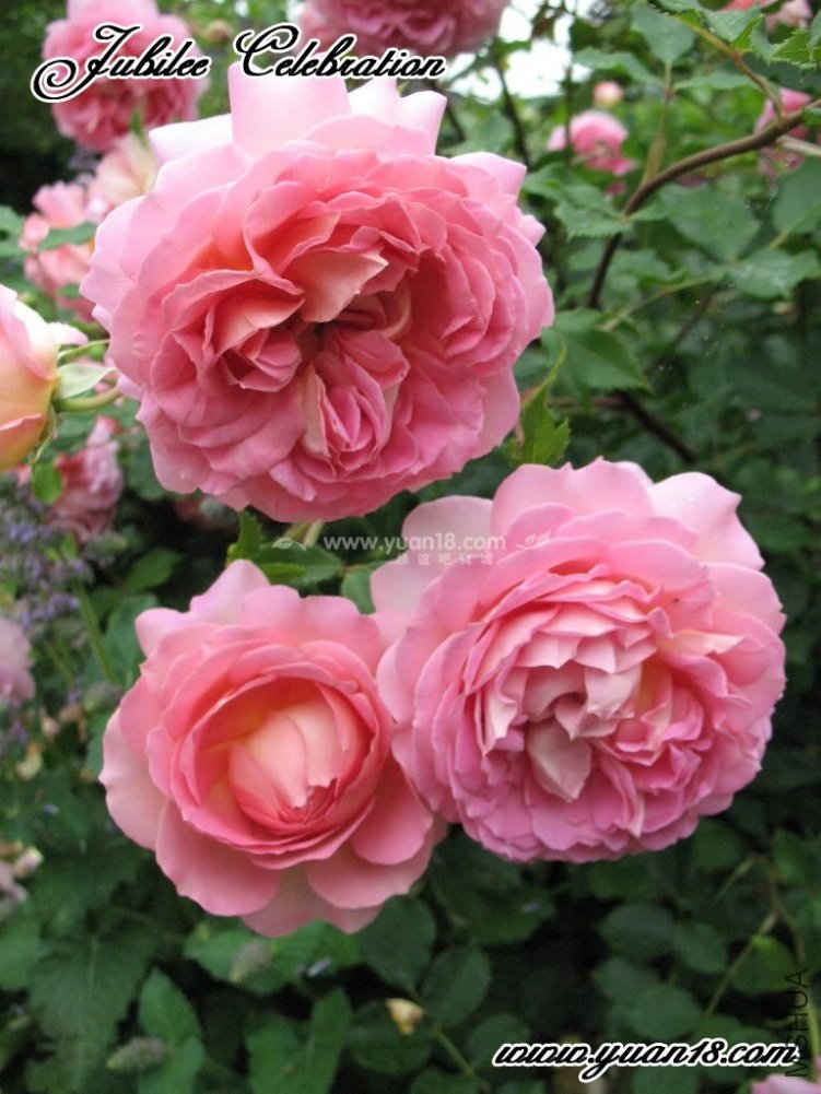 Jubilee Celebration 10.jpg