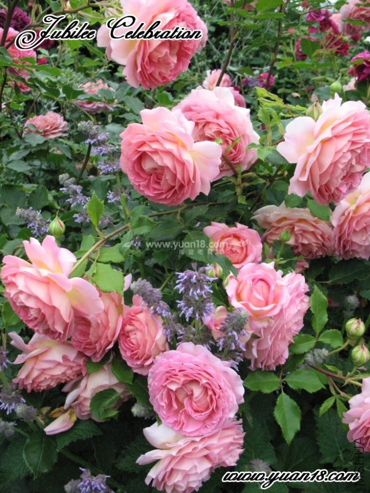 Jubilee Celebration 11.jpg