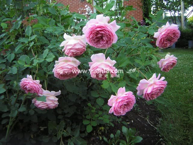 Jubilee Celebration 1.jpg