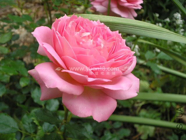 Jubilee Celebration 7.jpg