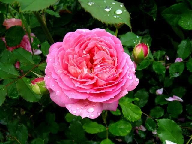 Jubilee Celebration 5.jpg