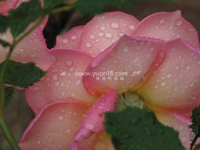 Jubilee Celebration 3.jpg