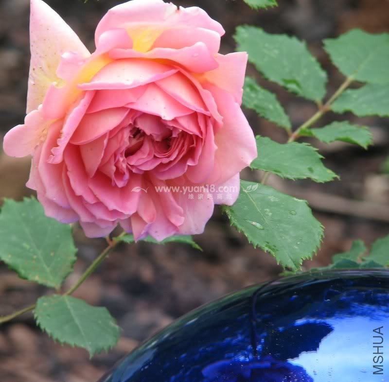 Jubilee Celebration 4.jpg