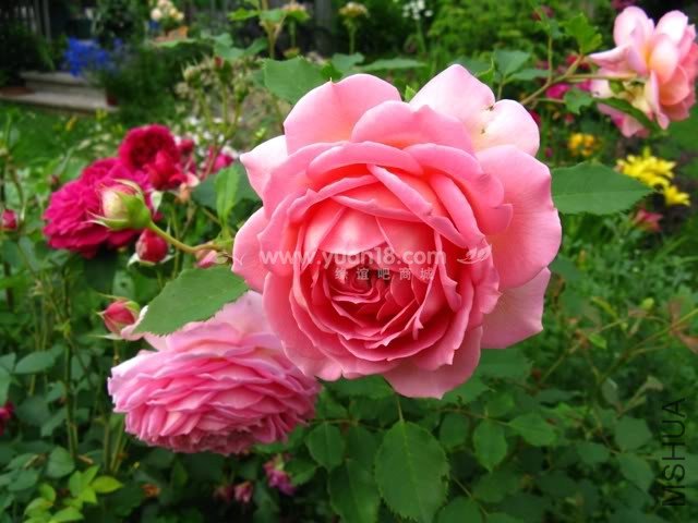 Jubilee Celebration 2.jpg