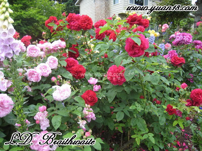 L.D. Braithwaite 5.jpg