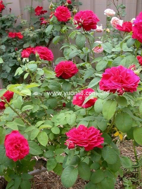 L.D. Braithwaite 3.jpg