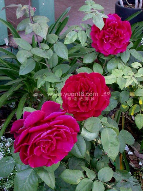 L.D. Braithwaite 2.jpg